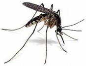 Mosquito picture